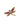 Broche Dragonfly